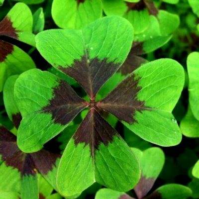 镇妖灯手游vivo版下载